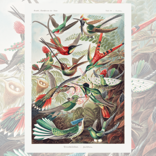 Beija Flor - Ernst Haeckel <br />Quebra-cabeça 216 peças