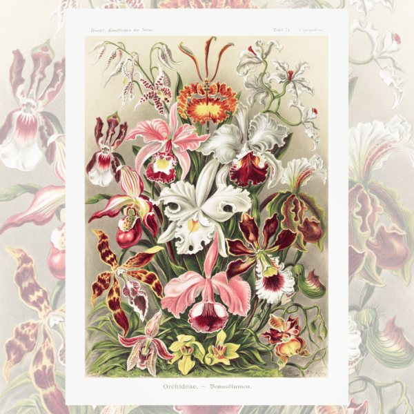 Orquídeas - Ernst Haeckel<br />Quebra-cabeça 216 peças